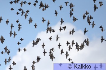 kottarainen 249.jpg