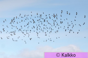 kottarainen 253.jpg