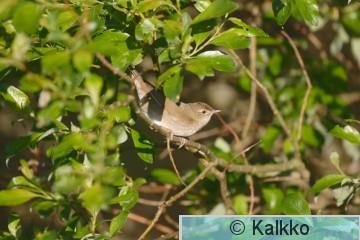 viitasirkkalintu 004.jpg
