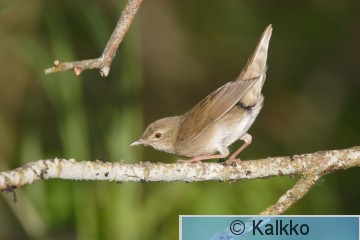 viitasirkkalintu 038.jpg