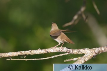viitasirkkalintu 041.jpg