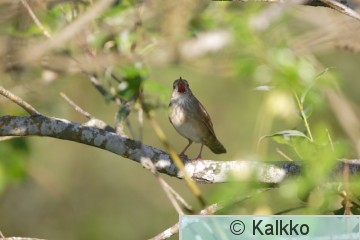 viitasirkkalintu 044.jpg