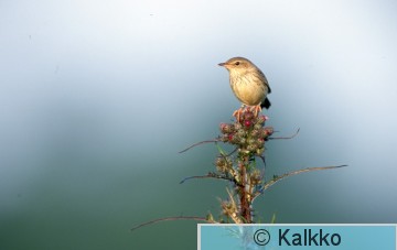viirusirkkalintu 009.jpg