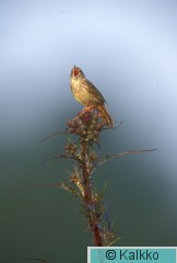 viirusirkkalintu 010.jpg