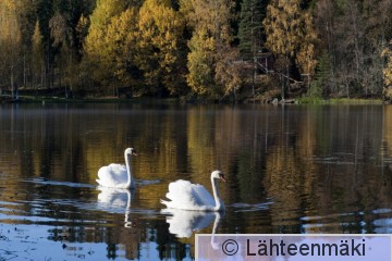 000325 Kyhmyjoutsen_09102011_Mouhijärvi Salmi.jpg