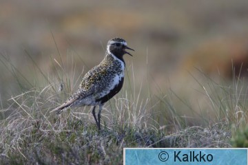 kapustarinta 026.jpg