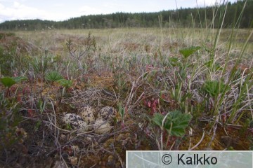 kapustarinta 079.jpg