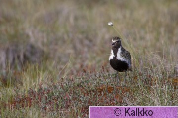 kapustarinta 090.jpg