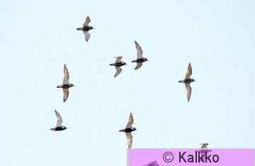 kapustarinta 117.jpg
