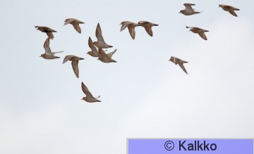 kapustarinta 168.jpg
