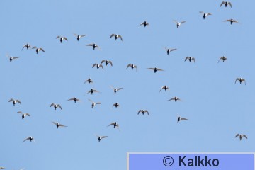 kapustarinta 189.jpg