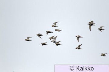 kapustarinta 238.jpg