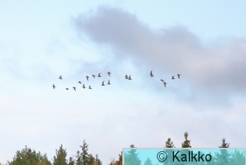 kapustarinta 305.jpg