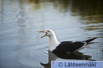 Selkälokki2_Reijo Lähteenmäki.jpg