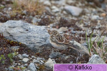 lapinsirkku 010.jpg