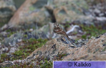 lapinsirkku 021.jpg