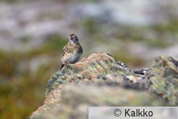 lapinsirkku 022.jpg