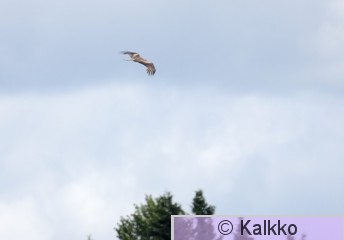 haarahaukka 520.jpg