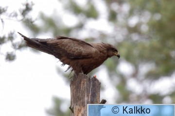 haarahaukka 018.jpg