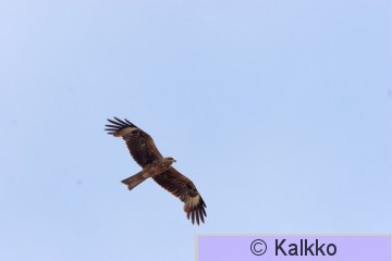 haarahaukka 026.jpg