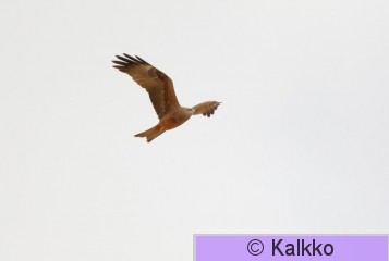 haarahaukka 059.jpg