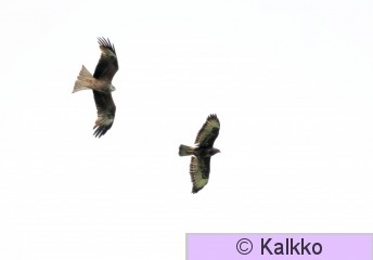 haarahaukka 543.jpg
