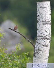pikkulepinkäinen 208.jpg