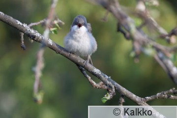 hernekerttu 075.jpg