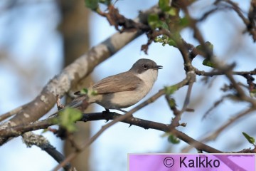 hernekerttu 080.jpg