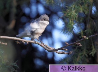 hernekerttu 093.jpg