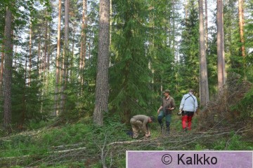 haarahaukka 552.jpg