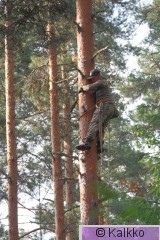 haarahaukka 573.jpg