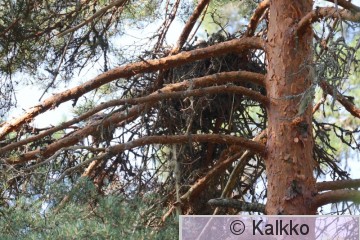haarahaukka 606.jpg