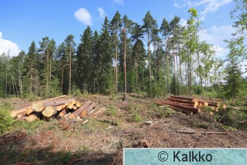 haarahaukka .jpg