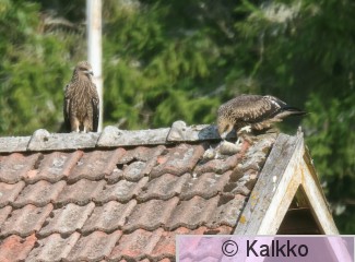 haarahaukka 703.jpg