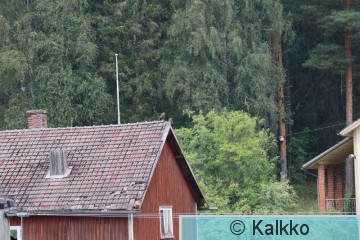 haarahaukka 728.jpg