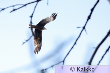 haarahaukka 745.jpg