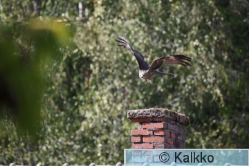 haarahaukka 836.jpg