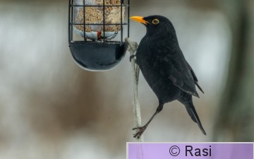 Mustarastas-4.jpg