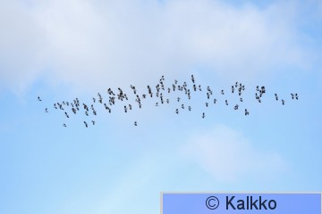 töyhtöhyyppä 259.jpg
