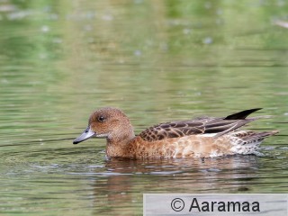 20250917-SA1_5338-2.jpg
