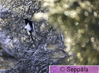 harakka_Tampere241230_iso.jpg