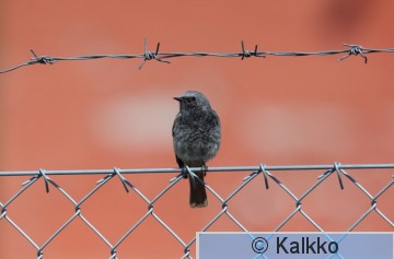 mustaleppälintu 582.jpg