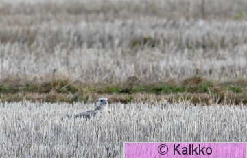 aavikkohaukka 006.jpg