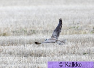 aavikkohaukka 007.jpg