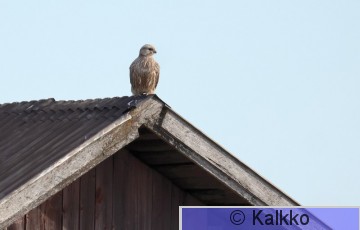 aavikkohaukka 013.jpg