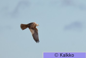 aavikkohaukka 022.jpg