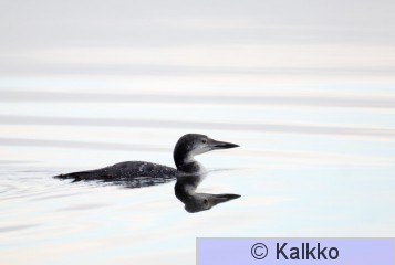 amerikan jääkuikka 023.jpg