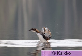 amerikan jääkuikka 041.jpg