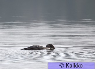 amerikanjääkuikka 005.jpg